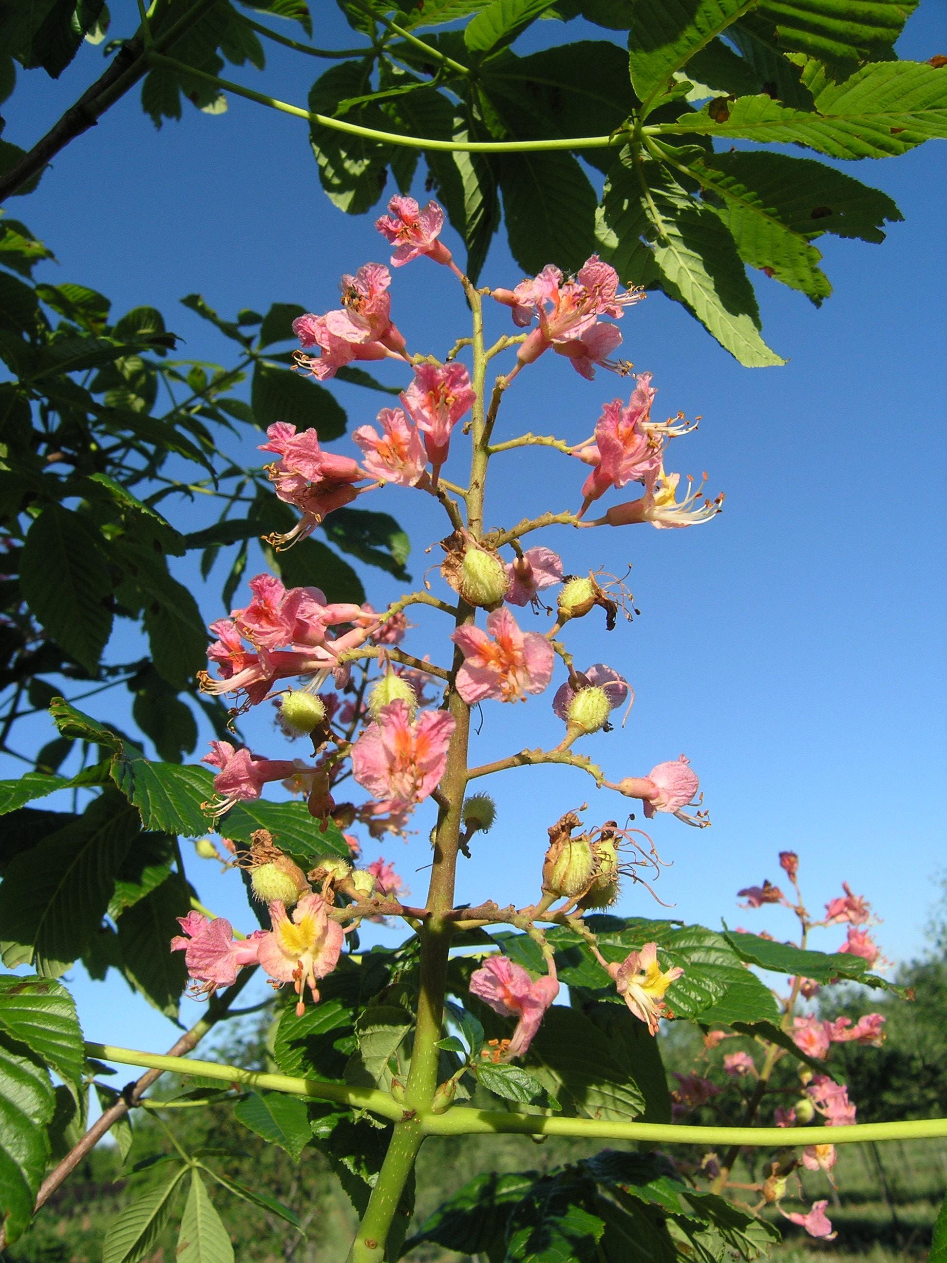 Aesculus carnea ‘Ft. McNair’